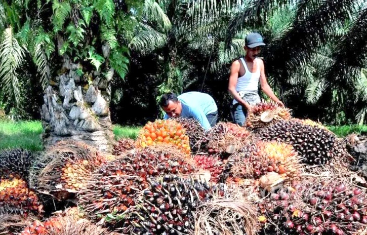 Potensi pertanian Kabupaten Kaur
