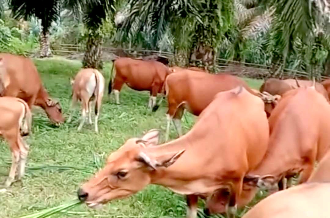 Komoditas hortikultura Kabupaten Kaur