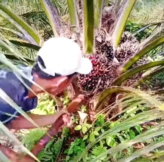 Perkebunan Kabupaten Kaur