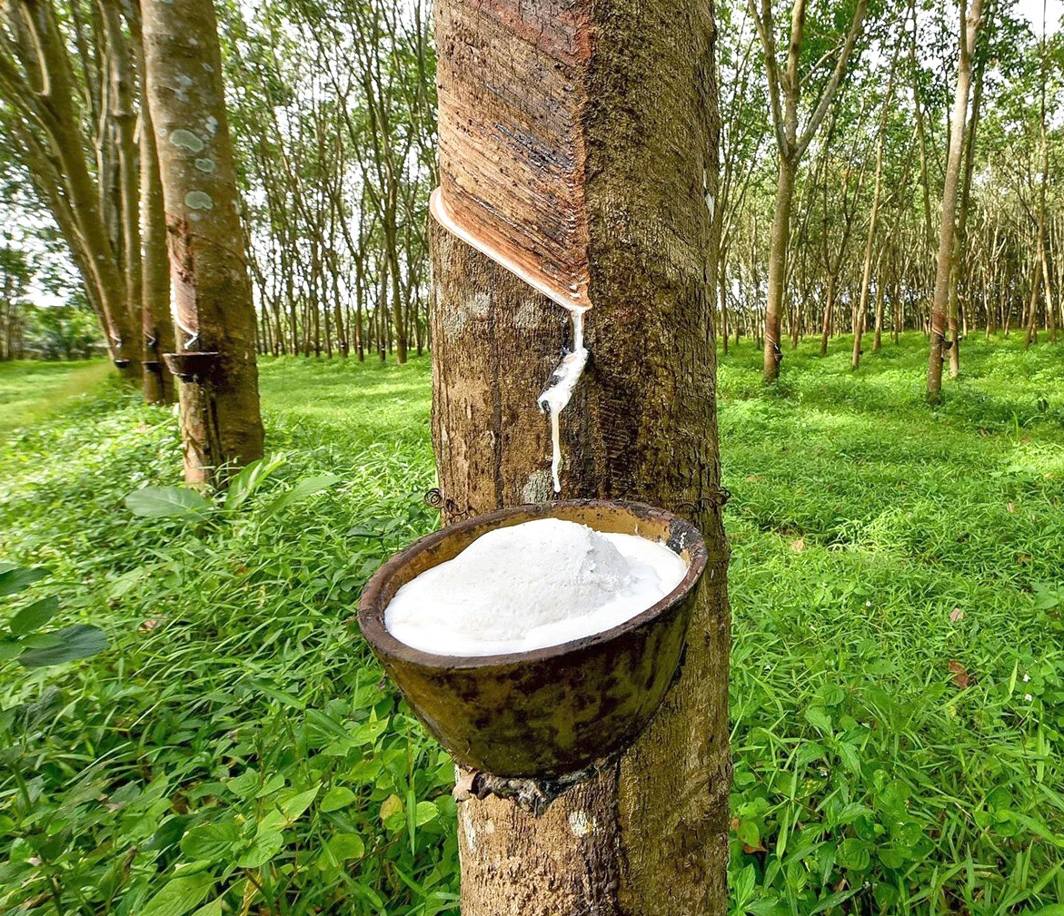 Produk perkebunan Kabupaten Kaur