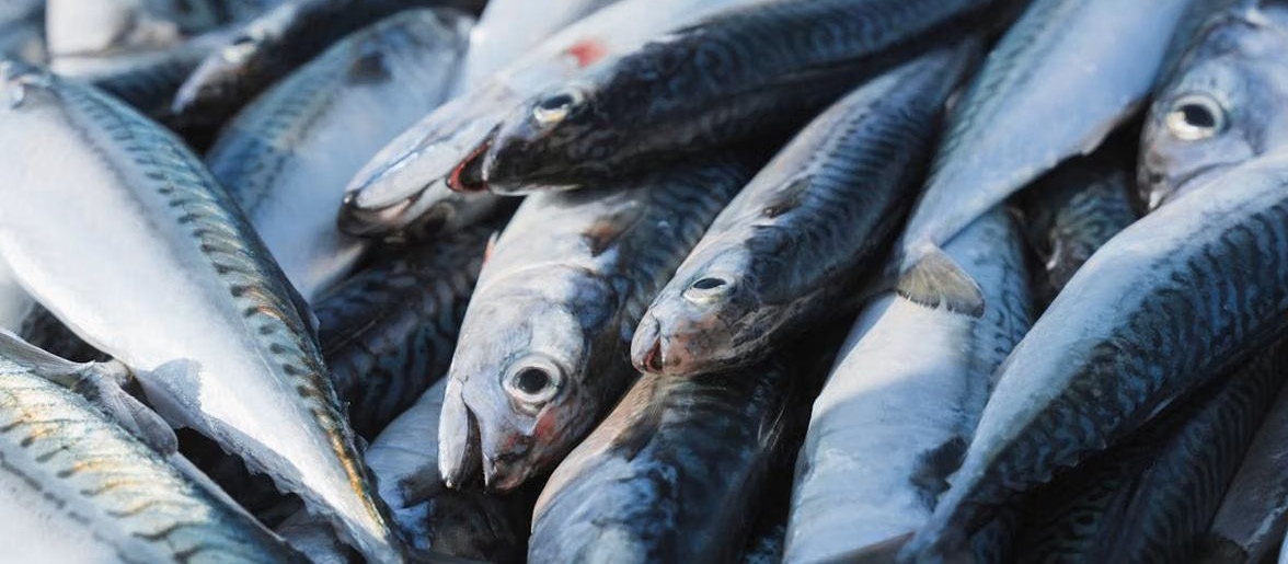 Produk hasil laut Kabupaten Kaur