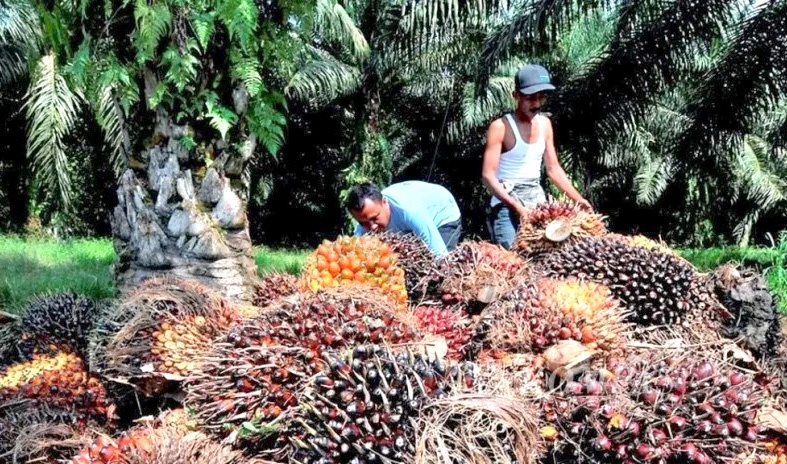 Potensi perkebunan Kabupaten Kaur