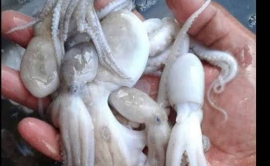 Sektor unggulan Kabupaten Kaur