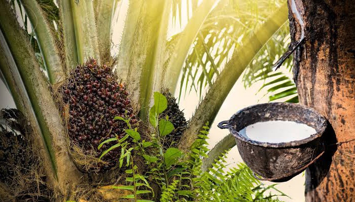 Peluang investasi Kabupaten Kaur