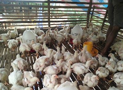 Peternakan Kabupaten Paser