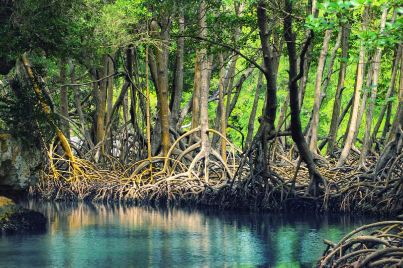 Hutan Bakau Pulau Kabaena