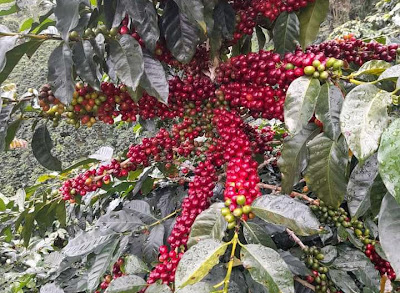 Kopi Pakpak Bharat