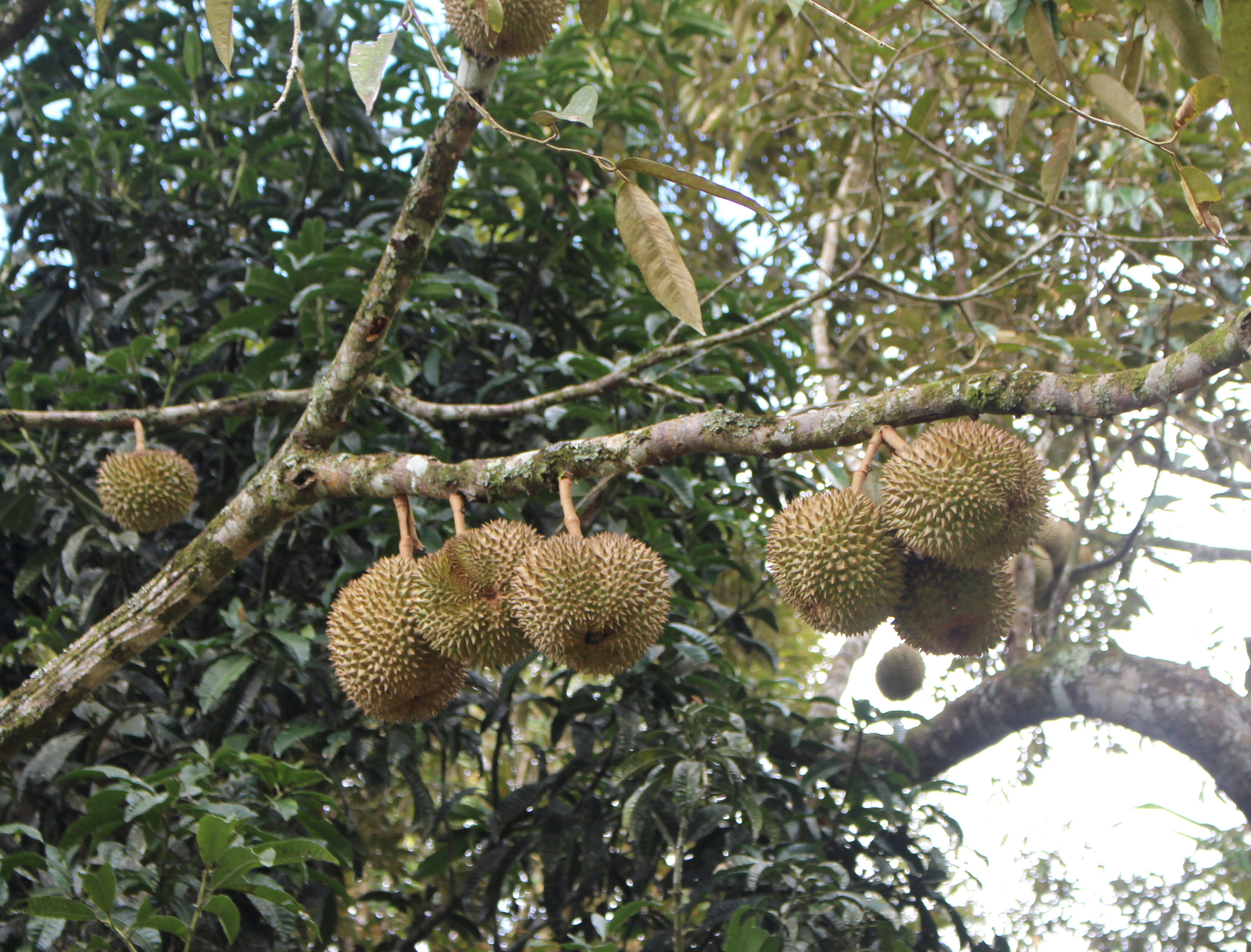 Durian Pakpak Bharat