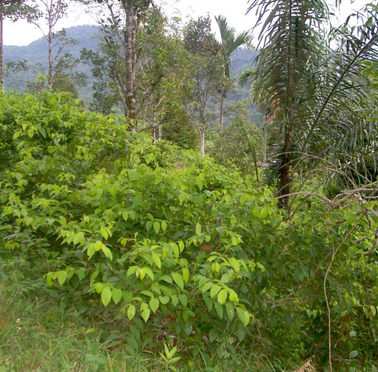 Kehutanan Kabupaten Pakpak Bharat
