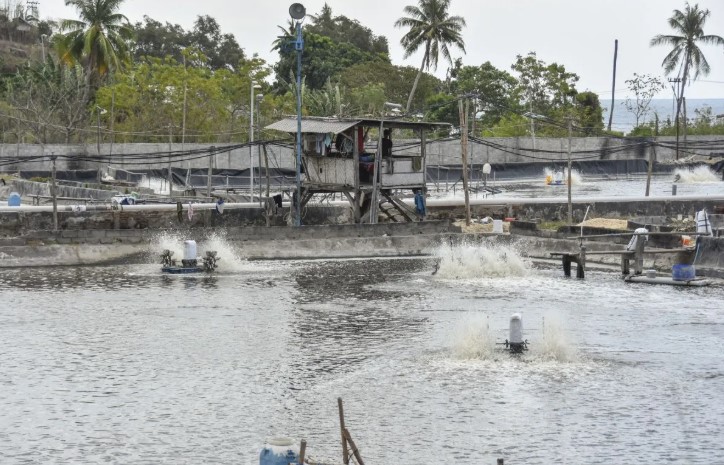 Tambak udang vaname di Kecamatan Labuhan Badas, Sumbawa Besar, Kabupaten Sumbawa, NTB. ANTARA FOTO/Ahmad Subaidi/foc.