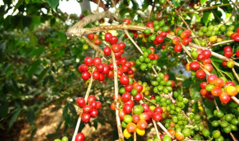 Kopi Robusta Kepahiang
