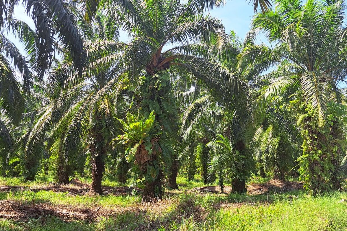 Kelapa Sawit