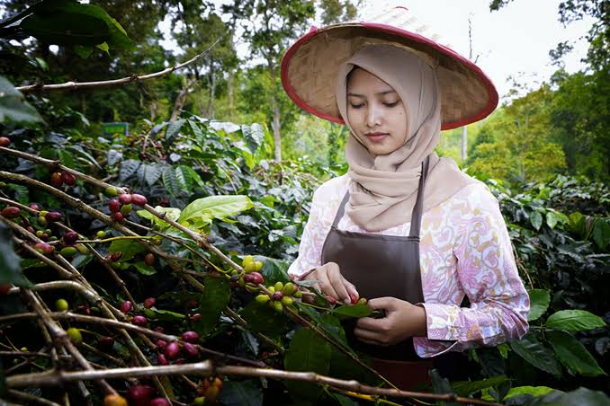 Perkebunan Kopi