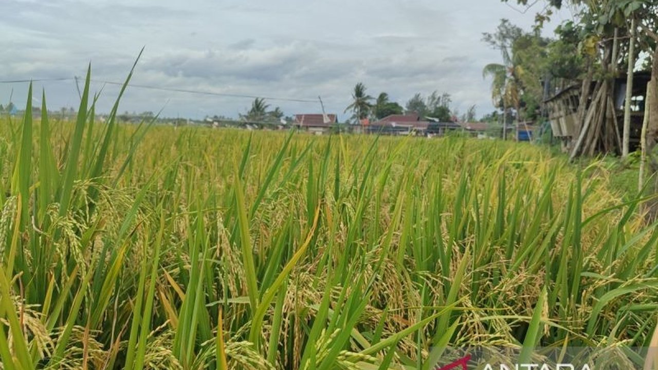 Pertanian Padi
