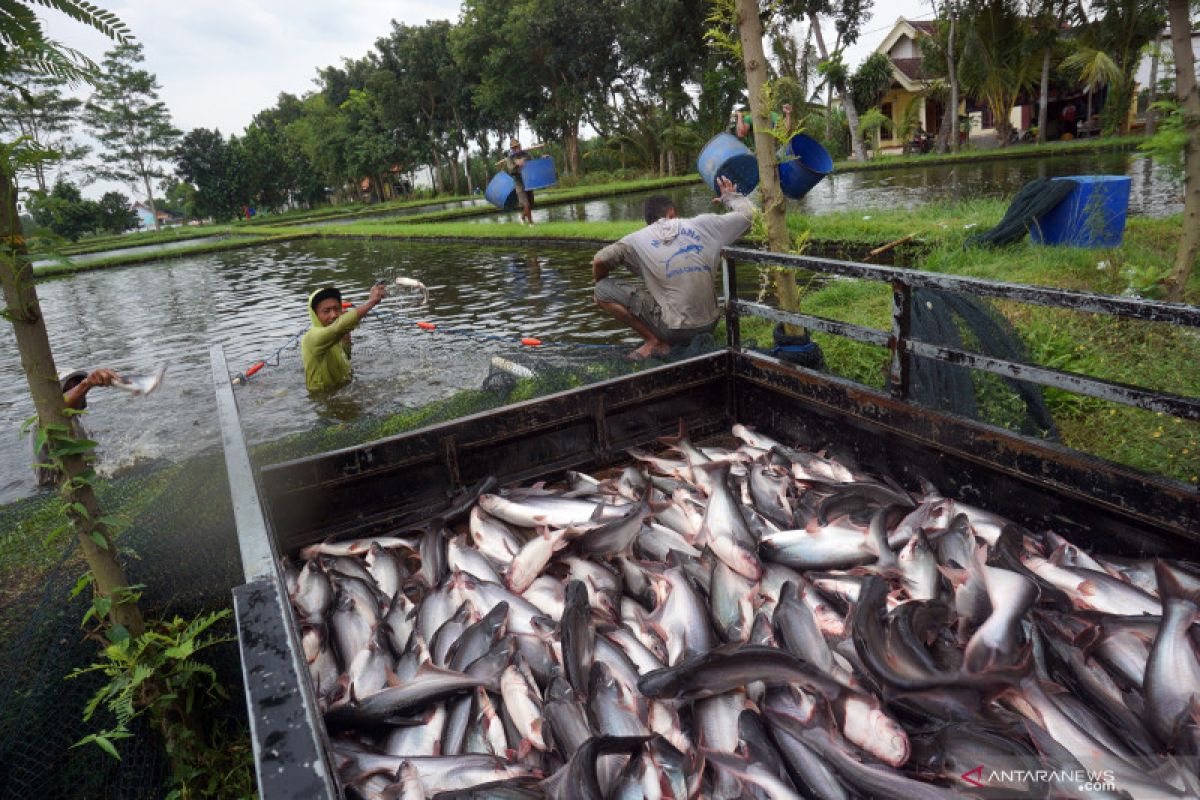Budidaya Patin