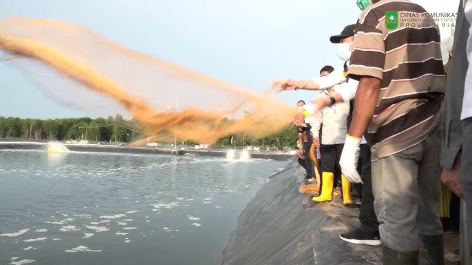 Budidaya Udang