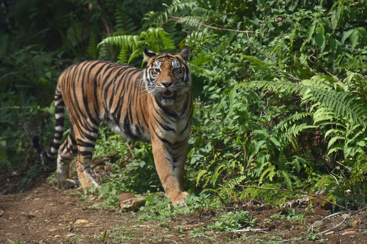 Harimau Sumatera