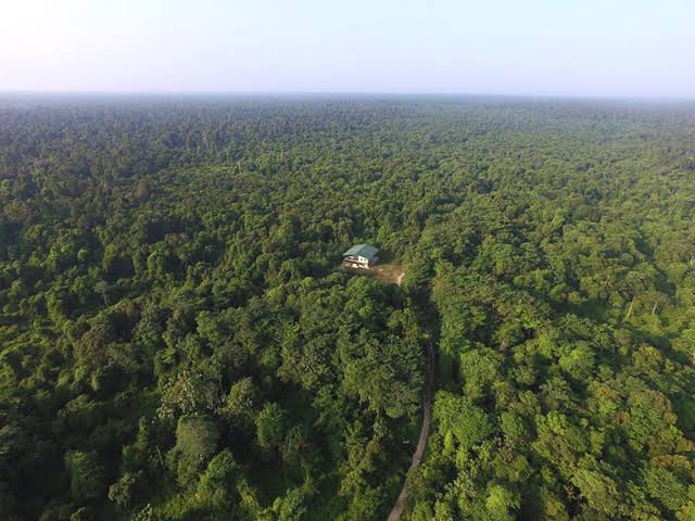 Hutan Tesso Nilo