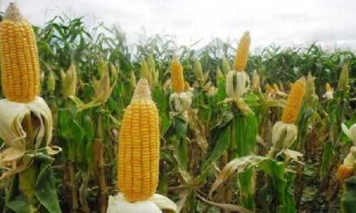 Jagung