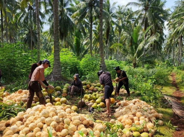 Perkebunan Kelapa