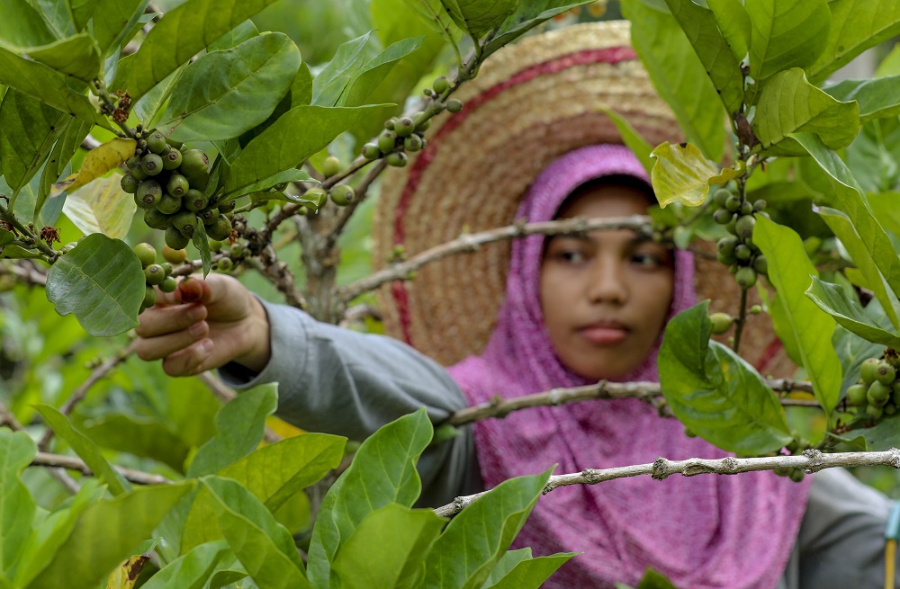 Kopi Liberika