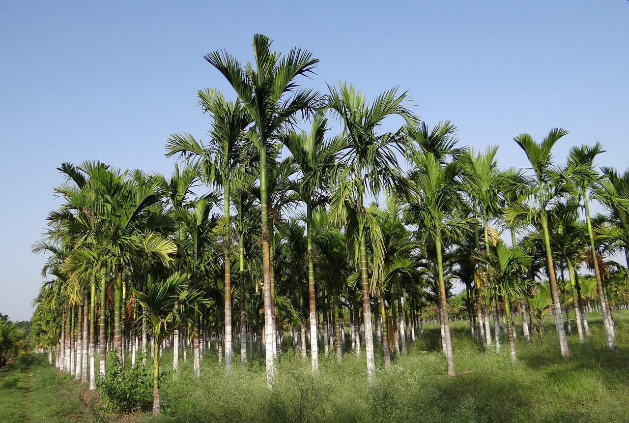 Perkebunan Pinang