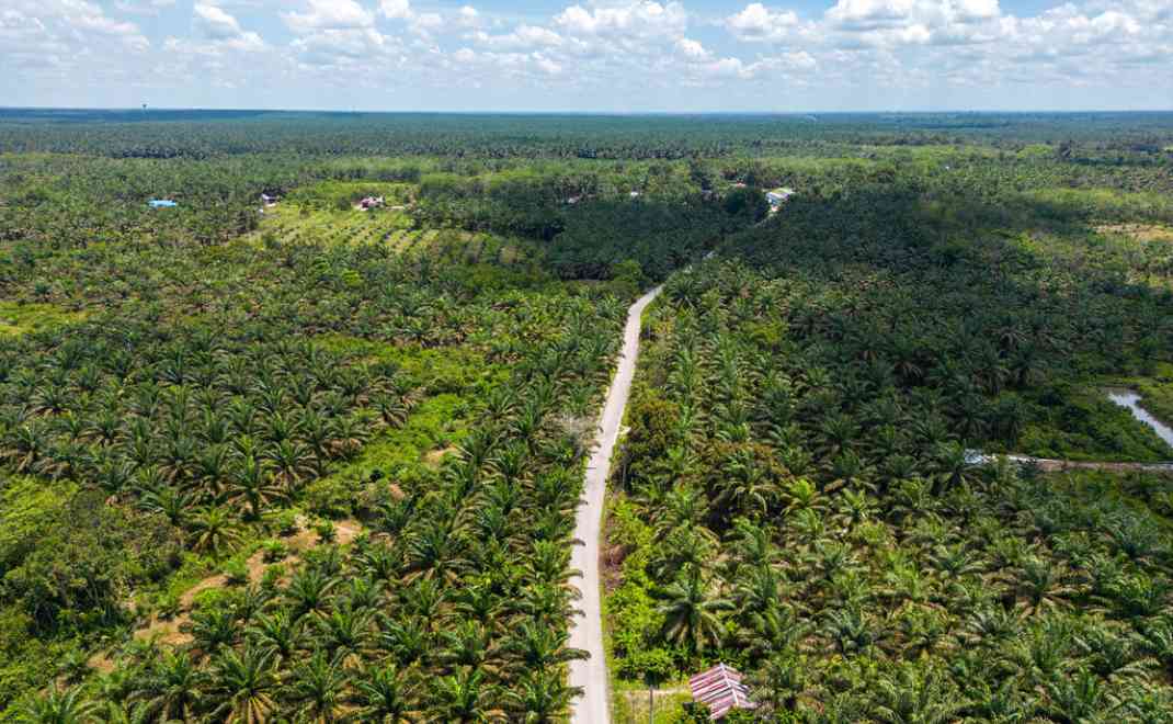 Perkebunan Sawit