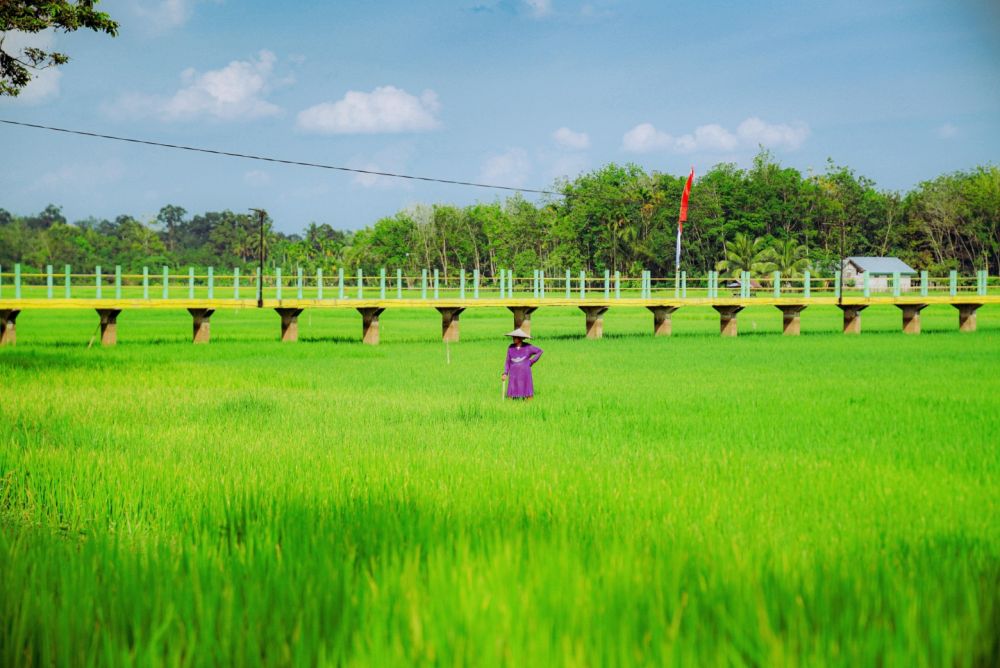 Sawah Riau